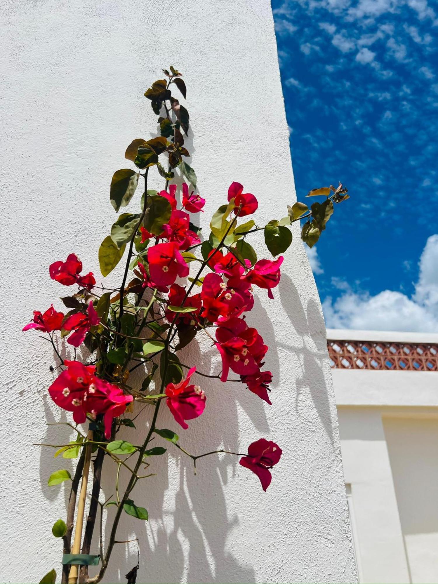 Templo Sotogrande Lägenhet Exteriör bild